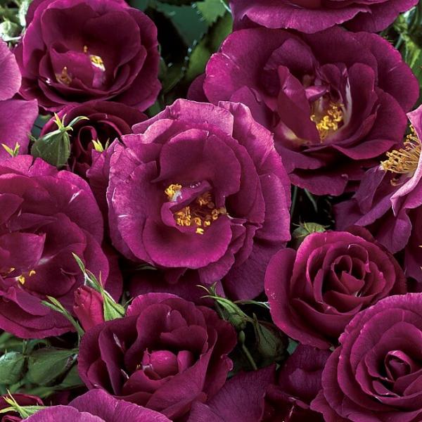 RHAPSODY IN BLUE ® Frantasia